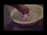 Кот так любит купаться, что за уши из таза не вытащишь!
